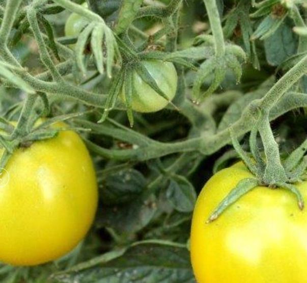Lime Green Salad Tomato (2025 Seeds)